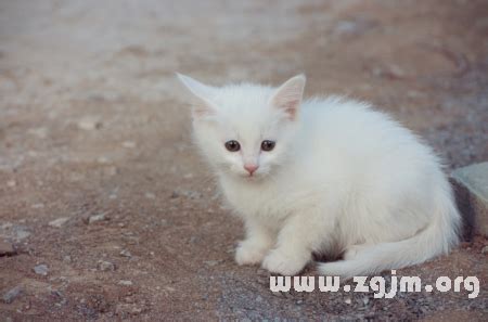 容易長痣的體質 夢見小白貓